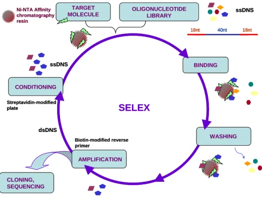 Figure 1: The flow chart of the SELEX process. 