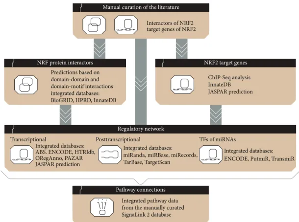 Figure 1: The workflow of the compilation process of NRF2-ome. NRF2-ome is based on the manually curated collection of first neighbor interactors and target genes of NRF2 [5]