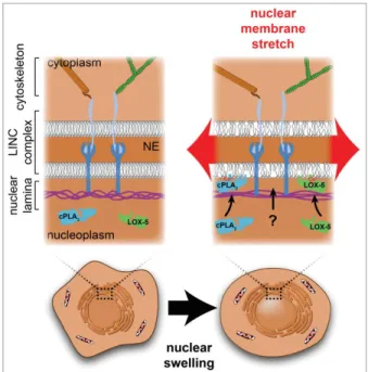 Figure 1. The membranes of the nuclear envelope (NE) are sup- sup-ported by the protein meshwork of the nuclear lamina and the cytoskeleton, which are linked via the LINC complex