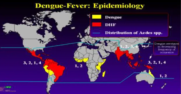 A dengue láz világszerte elterjedt (4. ábra). Nemcsak a trópusi éghajlaton (Ázsia,  a Karib-tenger és a Csendes-óceán térsége, Ausztrália, Afrika, a 80-as évek óta Közép-  és  Dél-Amerika),  hanem  Európában  is  fordult  már  elő  dengue  fertőzés 35,36,3