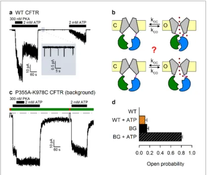 Figure 1. The P355A-K978C double mutation increases both spontaneous and ATP-dependent P o 