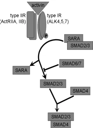 Figure 2. The canonic activin signaling pathway. Binding of activin to type II activin receptor  induces recruitment and phosphorylation of type I activin receptor, which leads to the  liberation of SMAD2 and SMAD3 from SARA
