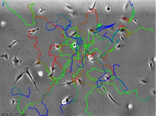 Figure 3. Trajectories of cells. By marking the position of a given cell on each consecutive  picture and connecting these points during the whole recording the path of a given cell i.e