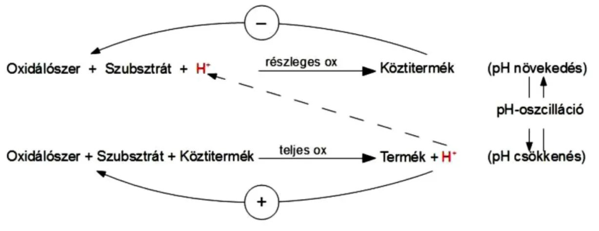 Az egy-szubsztrátos pH oszcillátorok működésének vázlatát az 5. ábra mutatja be.  