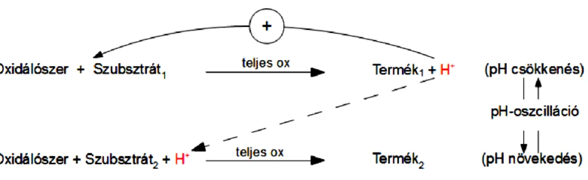 6. ábra. Az két-szubsztrátos pH oszcillátorok működésének vázlata 4  (magyar nyelvre  lefordított ábra) 