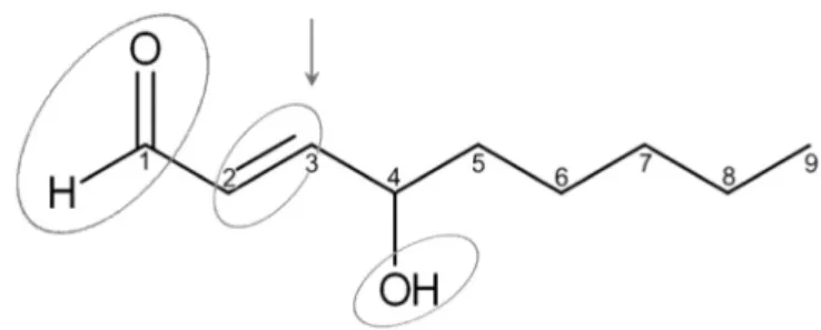 Fig. 2.Outline of HNE metabolism. HNE is generated as secondary product of lipid perox- perox-idation