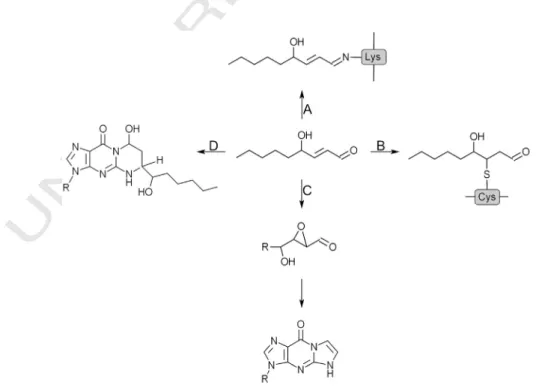 Fig. 3. Protein and DNA adducts of HNE. Reaction between C1 aldehyde group and primary amines results in Schiff base formation (A)