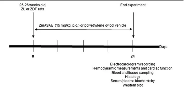 Fig. 1  Experimental protocol. At the age of 25–26 week‑old, ZL or ZDF rats were treated with Zn(ASA) 2  or a polyethylene glycol vehicle (15 mg/kg)  orally for 24 consecutive days