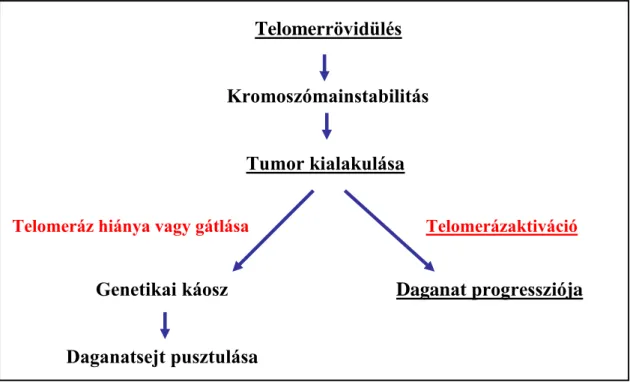 5. ábra: A telomerrövidülés és a telomeráz enzim aktivációjának hatása a daganat  kialakulására és fennmaradására