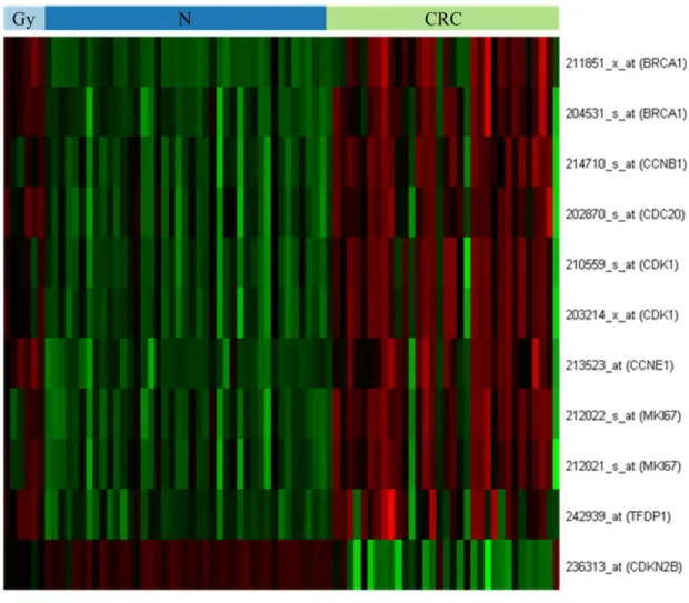 9. ábra: Az élettani öregedés és a kolorektális karcinogenezis során változó mRNS- mRNS-expressziót  mutató,  sejtproliferációt  szabályozó  gének  azonosítása,  Affymetrix  HGU133 Plus2,0 array alkalmazásával