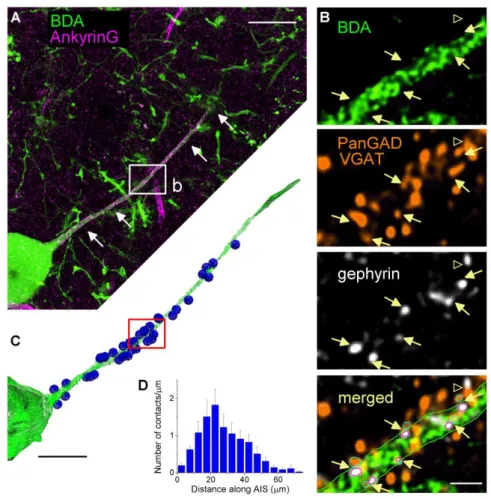 Figure  4.  Spatial  distribution  of  GABAergic  inputs  along  the  proximal  part  of  PC  axons  A,  Representative BDA-labeled PC (green)