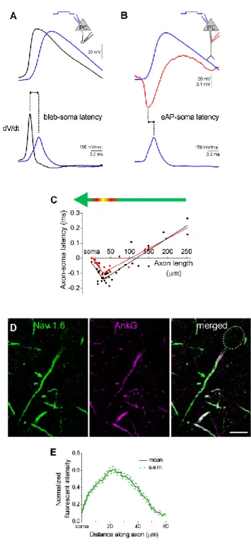 Figure 10. Initiation zone for action potentials in PCs in the BLA. A, Representative recordings obtained  simultaneously  at  the  soma  and  the  axonal  bleb  in  whole  cell  mode