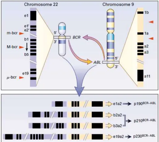 1. ábra A t(9;22)(q34;q11) transzlokáció CML-ben.  A megrövidült 22. kromoszómát Philadelphia  (Ph)  kromoszómának  nevezzük