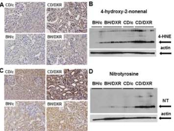 Fig 5. Oxidative/nitrative stress markers. A: 4-hydroxy-2-nonenal (HNE) immunohistology (400x) and B: