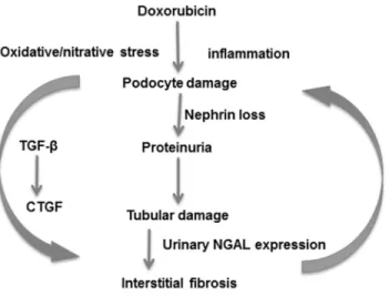 Fig 6. Suggested mechanisms of doxorubicin induced nephropathy. A single administration of doxorubicin induced podocyte damage demonstrated by loss of nephrin and leading to proteinuria.