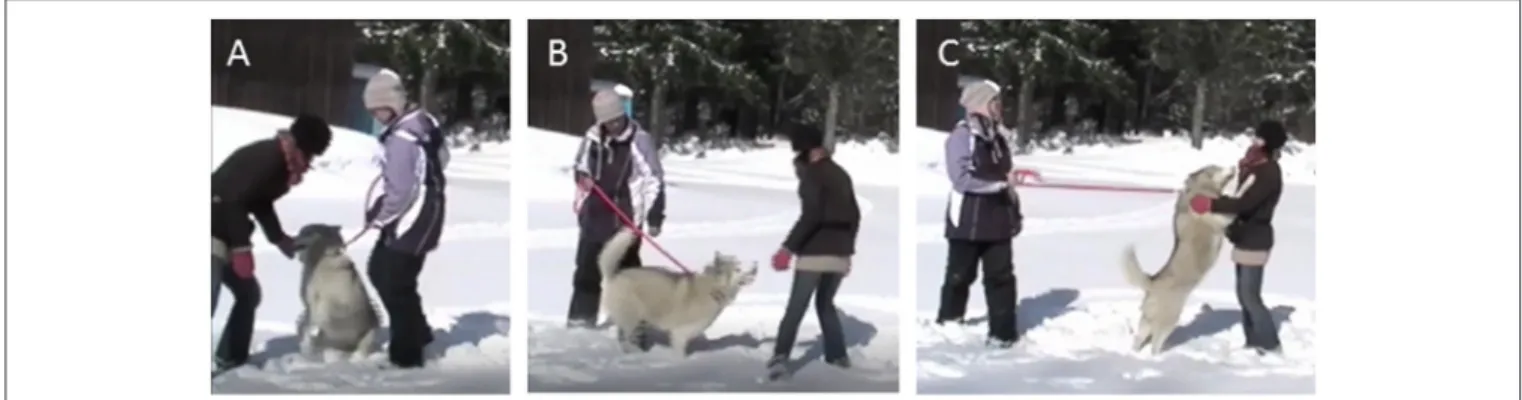 FIGURE 1 | Sequence of video frames from a Greeting Test. (A) Experimenter approaches the non-aggressive dog