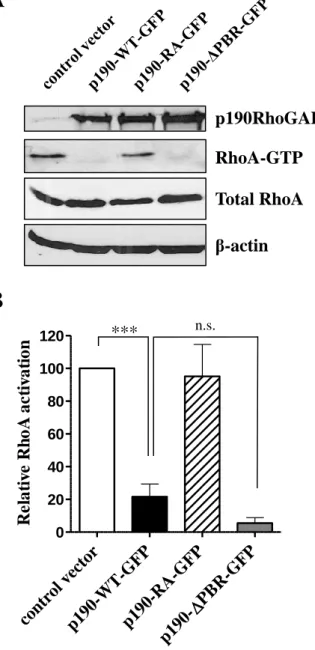 Figure 3.  Total RhoA RhoA-GTP  β-actin A  B  ***  p190RhoGAP n.s. 