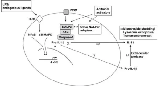 4. ábra Az IL-1β produkció P2X7 receptor függő szabályozásának feltételezett  mechanizmusa 