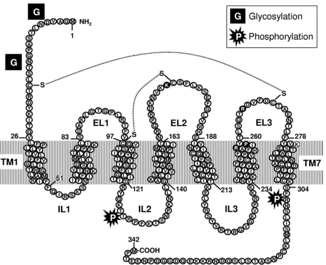 1. ábra a P2Y12 receptor szerkezete (Cattaneo, 2011) 