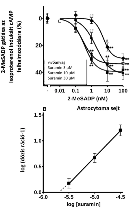 24. ábra A suramin hatása az isoproterenol által kiváltott cAMP szint emelkedés 2- 2-MeSADP  általi  gátlására  rekombináns  P2Y 12   receptort  kifejező  1321N1  astrocytoma  sejtvonalon