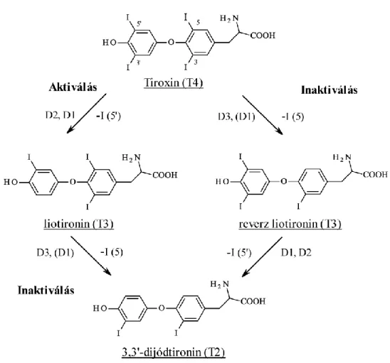 3. ábra Pajzsmirigyhormonok szelenojodinázok általi aktiválása és inaktiválása. (Forrás  [33] újraszerkesztve) 