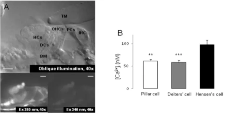 Fig. 1. Calcium imaging of the supporting cells in the hemicochlea preparation of hearing  mice 