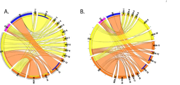 Figure 2. Circos plots showing the relative cross-resistance for MCF-7 derivatives (A,) and MDA-MB-231 derivatives (B,) against four chemotherapy agents