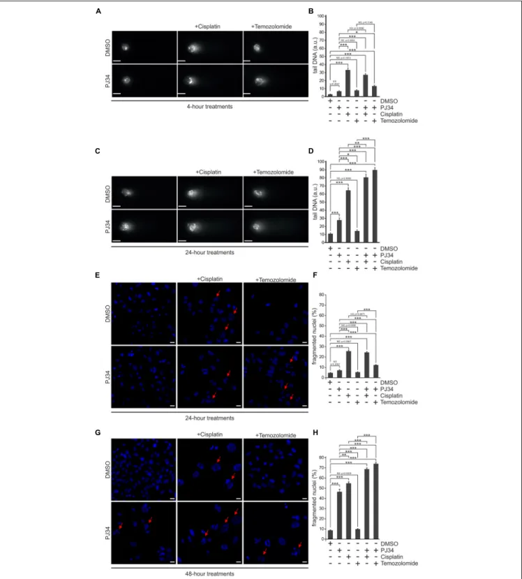 FIGURE 2 | Effect of PJ34 on cisplatin and temozolomide-induced cell death and nuclear fragmentation in a B16F10 cells