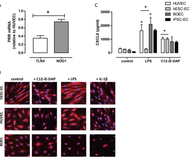 Figure 1. TLR4 and NOD1 expression and function in stem cell derived endothelial cells