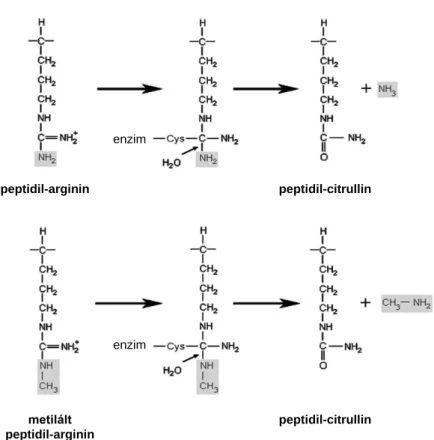 6. ábra PAD enzim által katalizált citrullináció/deimináció (György B. és mtsai. 