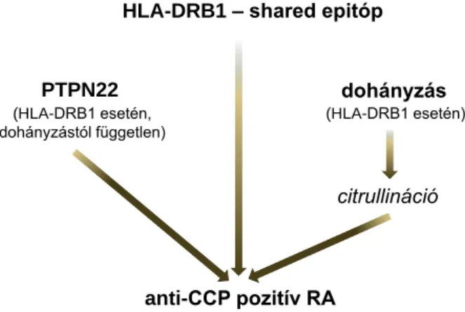 5. táblázat A HLA-DRB1 és a dohányzás összefüggése anti-CCP pozitív RA-ban populációgenetikai vizsgálatok  alapján 