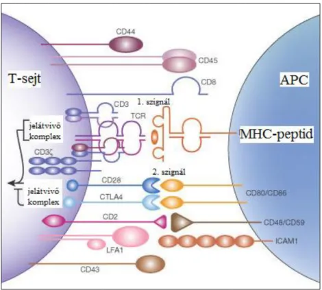 4. ábra: A T-sejt aktivációt szabályozó szignálok és molekulák. 