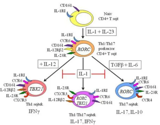 5. ábra: A Th17-differenciálódás citokinek általi szabályozása és plaszticitása. 