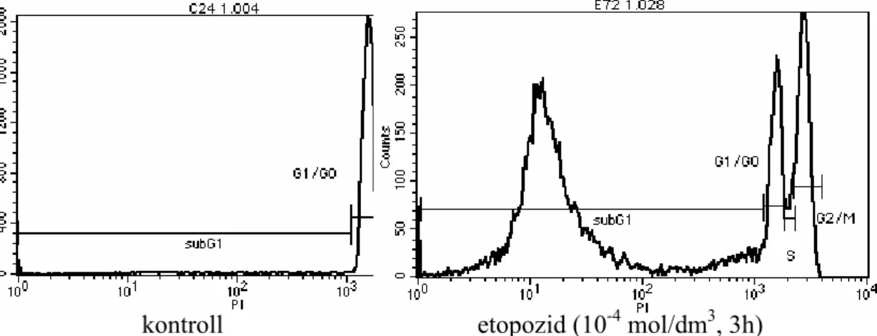 24. ábra: Az áramlási citométer által szolgáltatott görbe. G2/M: kétszeres kromatinú sejtek,  G1/G0: egyszeres kromatinú sejtek, subG1: apoptotikus sejtek