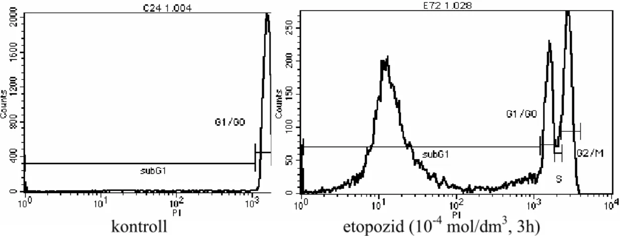 3. ábra: Az áramlási citométer által szolgáltatott görbe. G2/M: kétszeres kromatinú sejtek, G1/G0: 