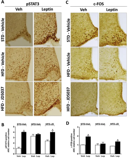 Figure 2: Peripheral CB 1 R blockade restores hypothalamic leptin-induced STAT3 phosphorylation in DIO mice