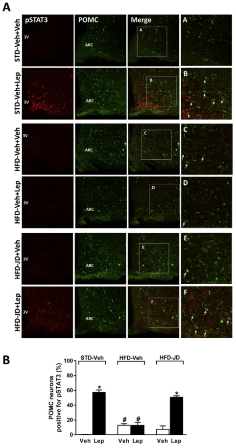 Figure 6: Peripheral CB 1 R blockade increases leptin-induced tyrosine 705 -STAT3 phosphorylation in POMC-positive neurons