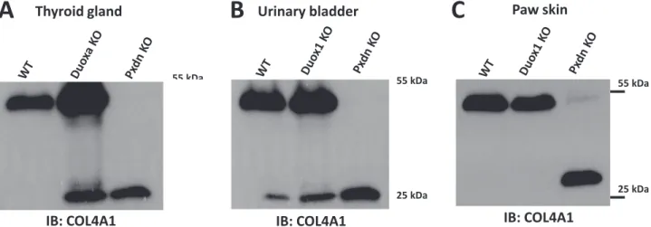 Fig. 2. Collagen IV crosslinking is not altered in vivo in the lack of functional NOX1, NOX2 or NOX4 NADPH oxidase complexes