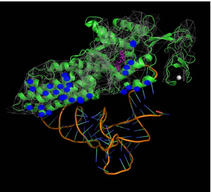 Figure S9. Amino acids of Met-tRNA synthetase directly bound to tRNA Met .  