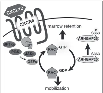 Figure 5. Model of ARHGAP25 function. ARHGAP25 opposes CXCL12-CXCR4 signaling, promoting mobilization by converting GTP(active)-Rac to  GDP(inactive)-Rac