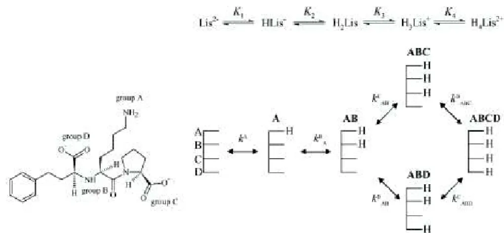 Figure 6. Site-specific (microscopic) protonation scheme of lisinopril 