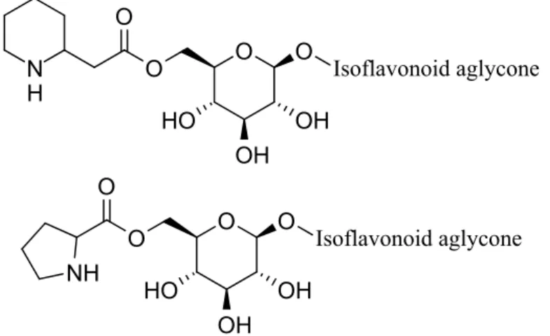 Figure 4: The structures of homopipecolic acid- and homoproline esters of isoflavonoid glucosides 