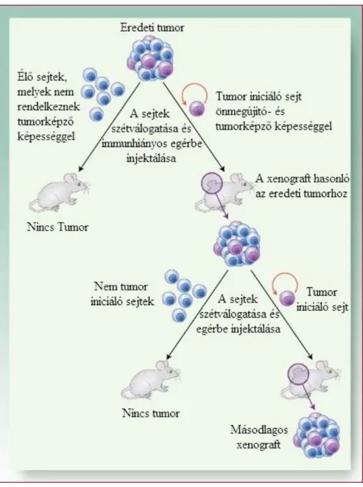 4. ábra. A tumor-iniciáló sejtek sorozatos átültetés folyamán is tumorképző  képességűek maradnak