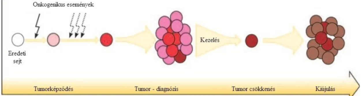 5. ábra. A kiújulás mechanizmusa a nagy ellenálló képességgel rendelkező tumor- tumor-iniciáló sejtek révén