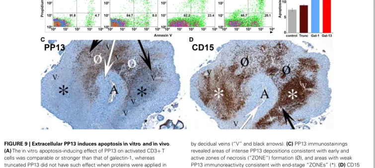 FIGURE 9 | Extracellular PP13 induces apoptosis in vitro and in vivo.