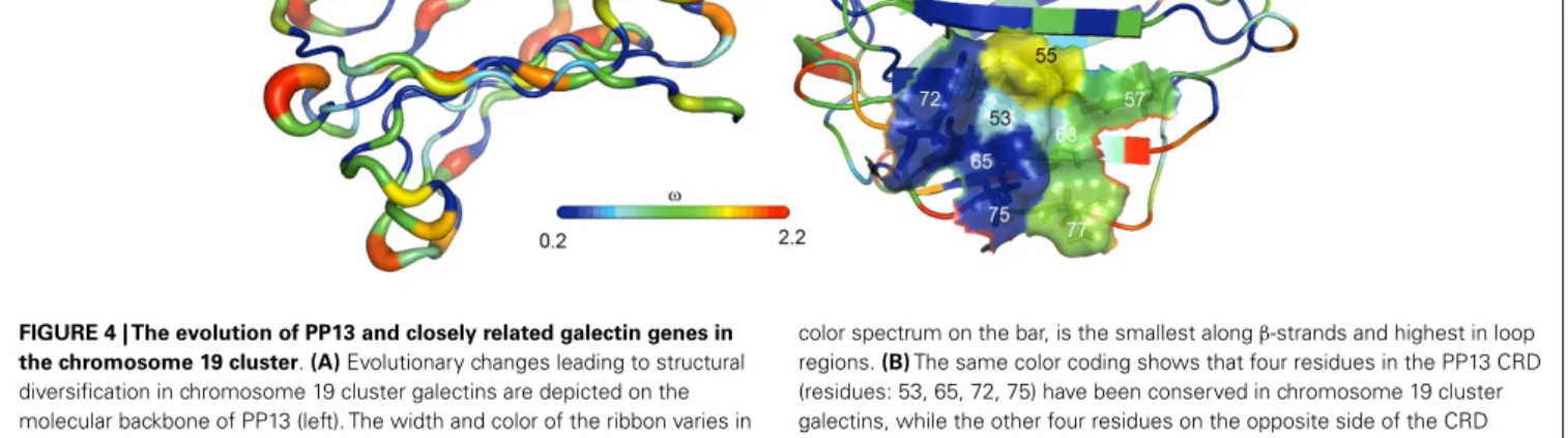 FIGURE 4 | The evolution of PP13 and closely related galectin genes in the chromosome 19 cluster