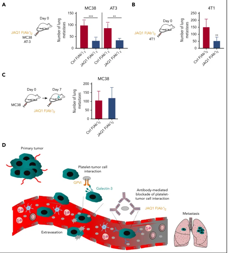 Figure 7. Pharmacological blockade of GPVI inhibits tumor metastasis. (A-B) C57BL/6 or BALB/c1 WT mice were injected IV with JAQ1 F(abʹ) 2 or an irrelevant control F(abʹ) 2