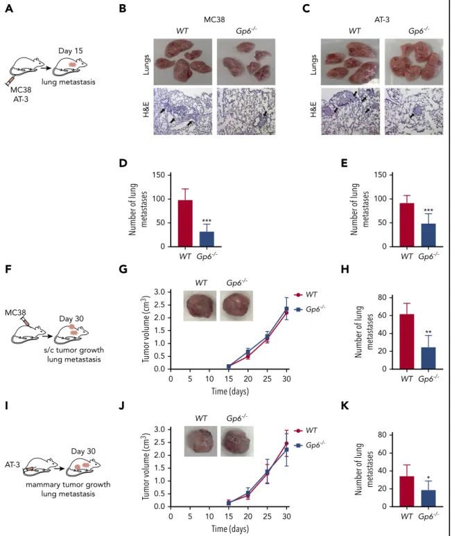 Figure 1. Lack of platelet GPVI inhibits tumor metastasis. (A) Schematic of a lung colonization assay after IV injection of MC38 colon (B,D) or AT-3 breast (C,E) cancer cells in WT and Gp6 2/2 mice