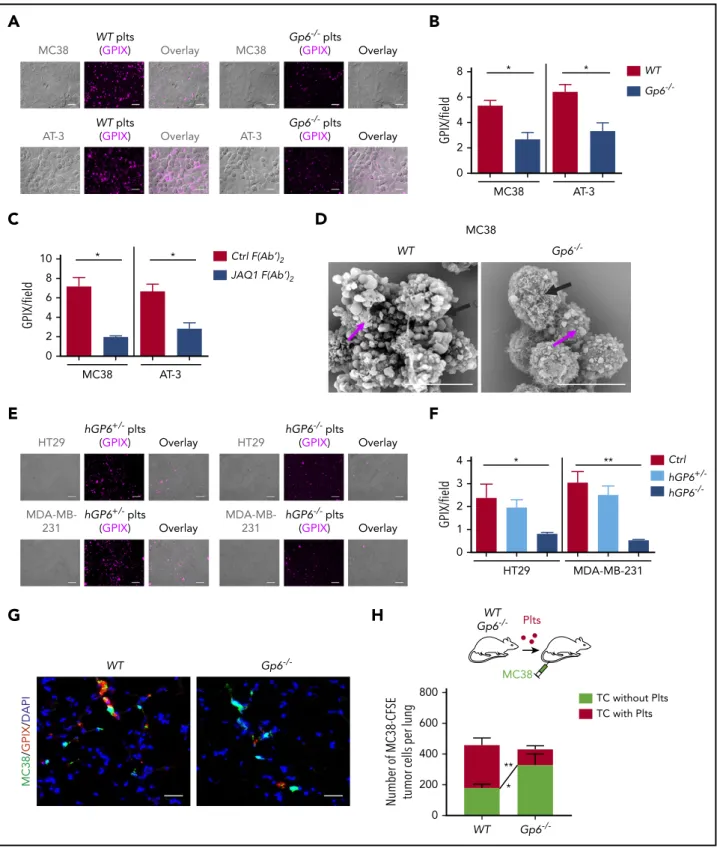 Figure 2. Genetic deﬁciency or antibody-mediated blockade of GPVI impairs platelet–tumor cell interaction