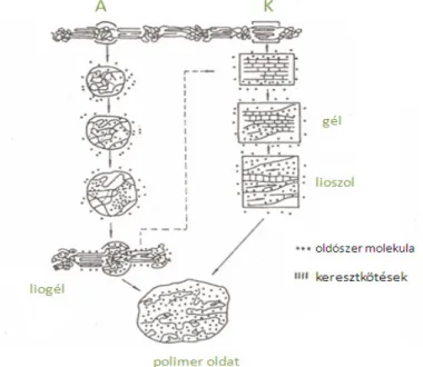 6. ábra  –  Amorf  (A)  és  kristályos  (K)  polimer  részek  duzzadási  és  oldódási  folyamata [9] 